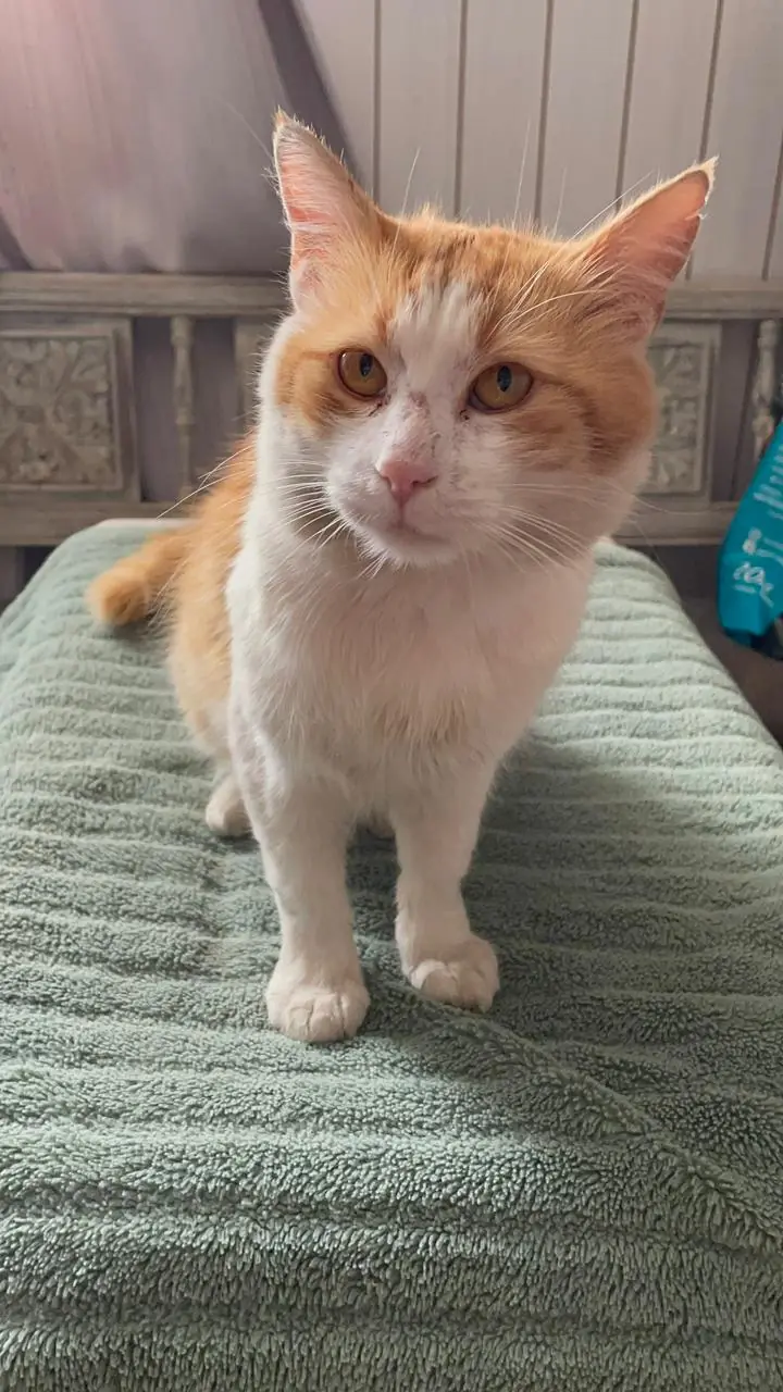 Dona 1 kg al gatito del Campamento Dignidad